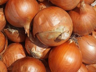 Envío desde 20 toneladas de cebollas de bulbo en