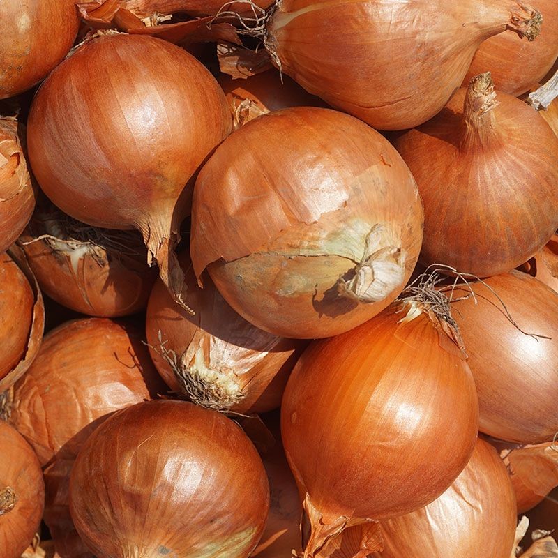 Envío desde 20 toneladas de cebollas de bulbo en restaurantes, cafeterías, fábricas, cantinas, etc