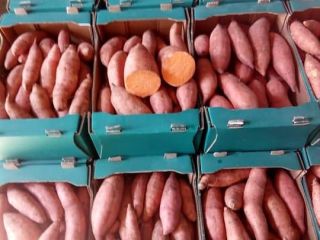 PATATAS DULCES CULTIVADAS Y COSECHADAS EN EGIPCIO Tipo de