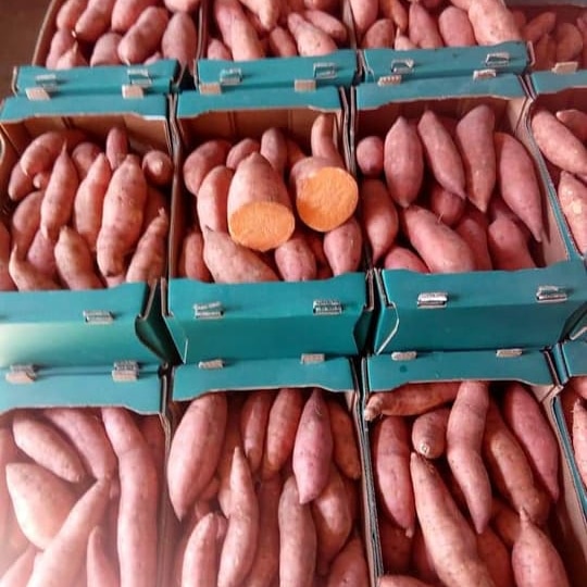 PATATAS DULCES CULTIVADAS Y COSECHADAS EN EGIPCIO Tipo de papa: BUGARD Y LOCAL Listo para carga y envío Tamaños: pequeño - 2X grande Embalaje: ABIERTO Y