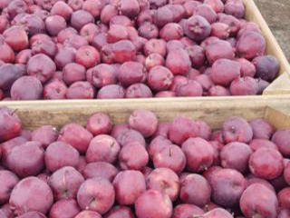 Venta de manzanas de la República de Moldavia: Florina
