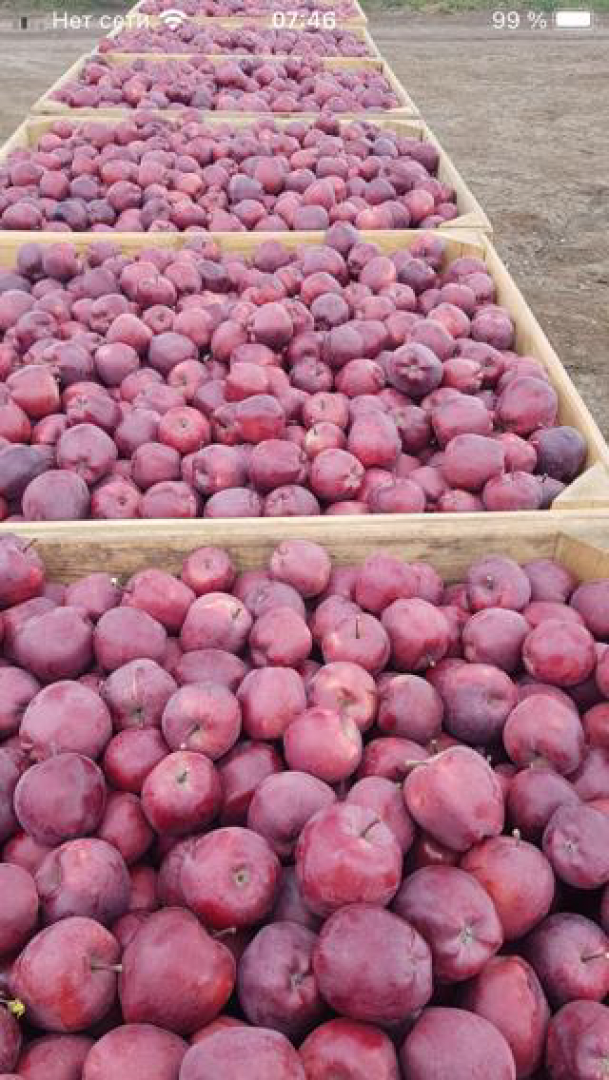 Venta de manzanas de la República de Moldavia: Florina Champion Red Chif Golden Delichios