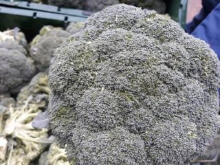 cada pieza de Brocoli pesa 500 gramos entre 1