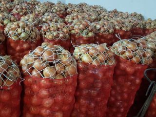 cebollas amarillas y rojas, sacos netos de 25 kg