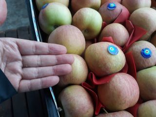 Fuji Apple Ecológico # Sr. Orhan Veli K. #