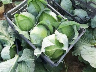Tenemos eneldo fresco o cacberg o todas las verduras