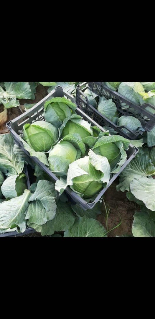 Tenemos eneldo fresco o cacberg o todas las verduras frescas para exportar de buena calidad y precio bestial
