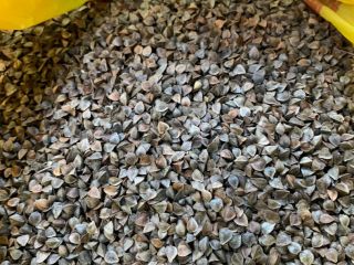 Vendemos trigo sarraceno pureza 98% embalaje 25 kg, 1000