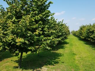 Venderé una avellana de mi propia plantación, cosecharé en