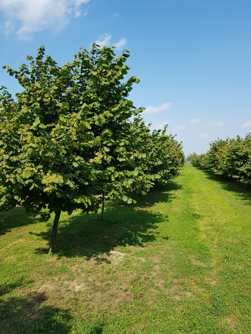 Venderé una avellana de mi propia plantación, cosecharé en 2021 limpia, disfrazada, seca