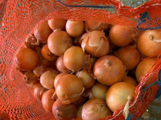 Cebollas de bulbo, ideales para cocinar en restaurantes, cafés,
