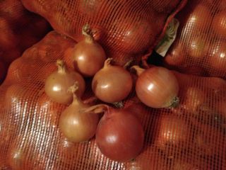 Cebollas de bulbo, ideales para cocinar en restaurantes, cafés,