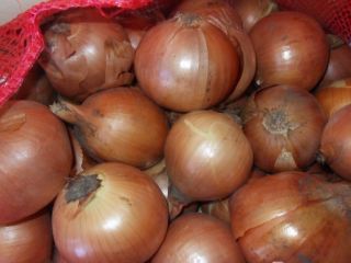 Cebollas de bulbo, ideales para cocinar en restaurantes, cafés,