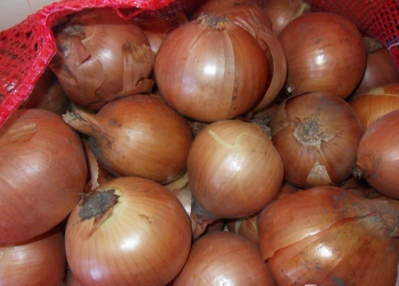 Cebollas de bulbo, ideales para cocinar en restaurantes, cafés, catering