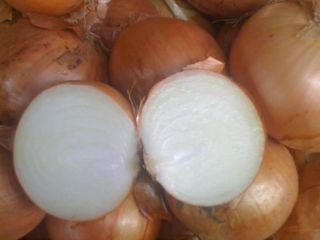 Cebollas de bulbo, ideales para cocinar en restaurantes, cafés,