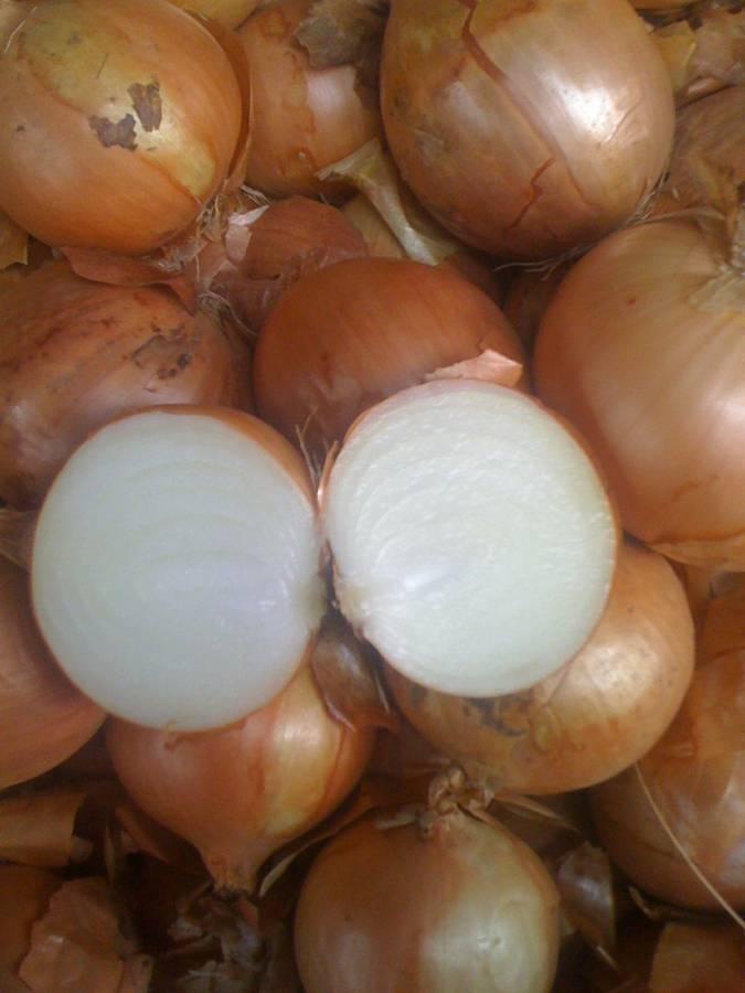 Cebollas de bulbo, ideales para cocinar en restaurantes, cafés, catering
