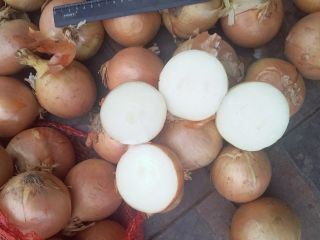 Cebollas de bulbo, ideales para cocinar en restaurantes, cafés,