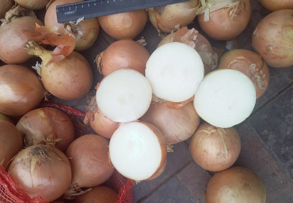 Cebollas de bulbo, ideales para cocinar en restaurantes, cafés, catering