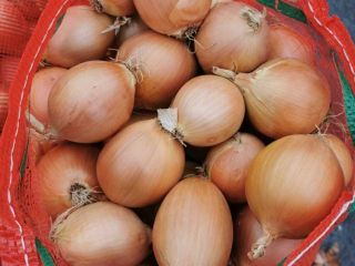 Cebollas de bulbo, ideales para cocinar en restaurantes, cafés,