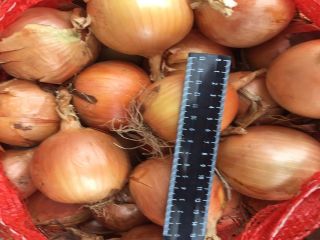 Cebollas de bulbo, ideales para cocinar en restaurantes, cafés,