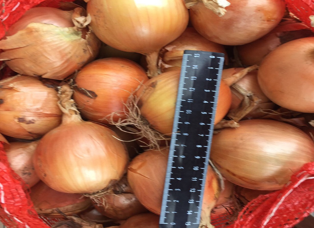Cebollas de bulbo, ideales para cocinar en restaurantes, cafés, catering
