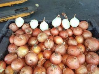 Cebollas de bulbo, ideales para cocinar en restaurantes, cafés,