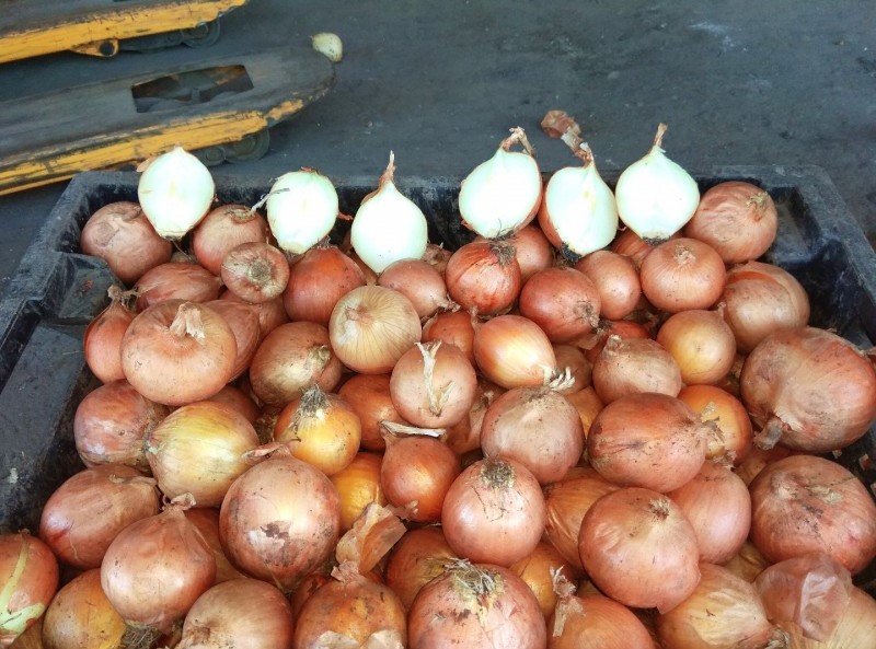 Cebollas de bulbo, ideales para cocinar en restaurantes, cafés, catering