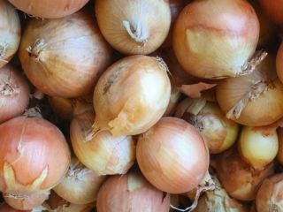 Cebollas de bulbo, ideales para cocinar en restaurantes, cafés,
