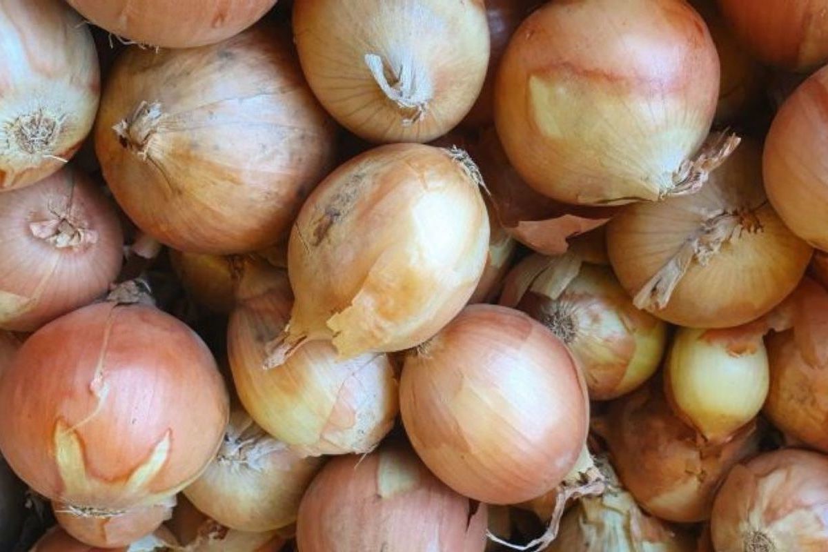 Cebollas de bulbo, ideales para cocinar en restaurantes, cafés, catering