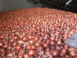 Cebollas de bulbo, ideales para cocinar en restaurantes, cafés,
