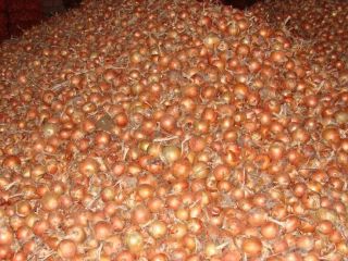 Cebollas de bulbo, ideales para cocinar en restaurantes, cafés,
