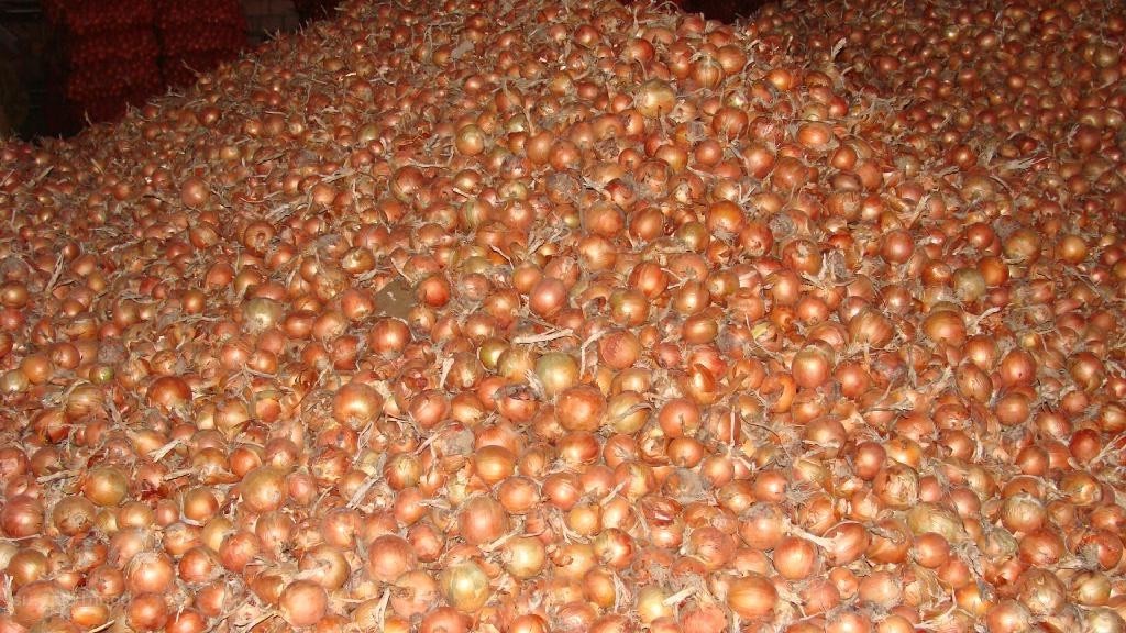 Cebollas de bulbo, ideales para cocinar en restaurantes, cafés, catering