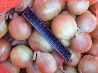 Cebollas de bulbo, ideales para cocinar en restaurantes, cafés,