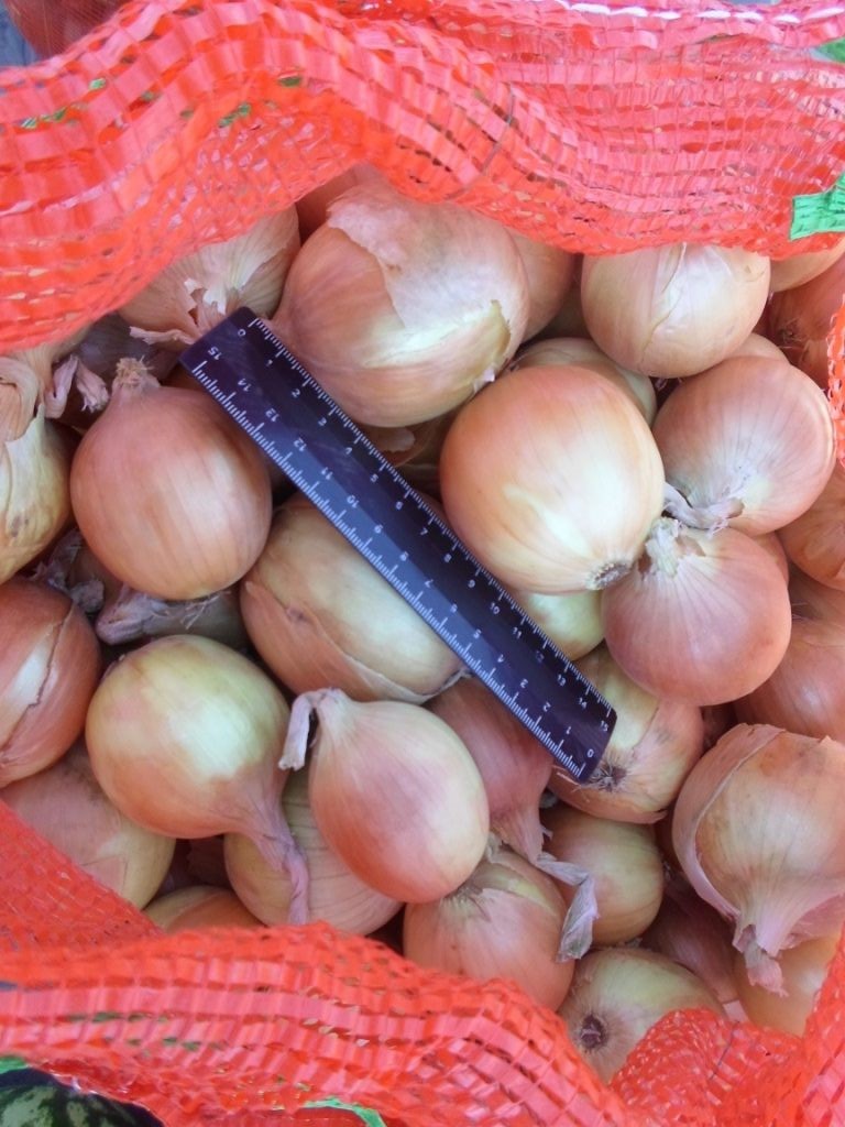Cebollas de bulbo, ideales para cocinar en restaurantes, cafés, catering