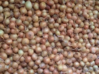 Cebollas de bulbo, ideales para cocinar en restaurantes, cafés,