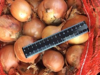 Cebollas de bulbo, ideales para cocinar en restaurantes, cafés,