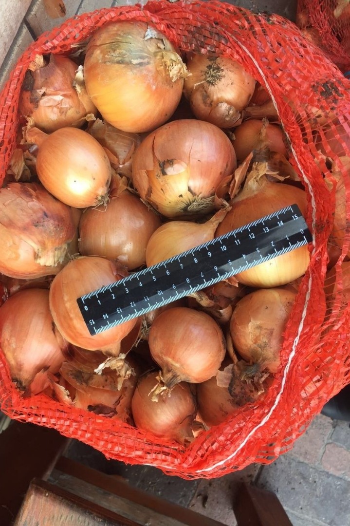 Cebollas de bulbo, ideales para cocinar en restaurantes, cafés, catering