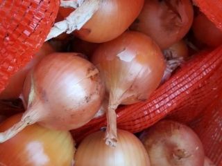 Cebollas de bulbo, ideales para cocinar en restaurantes, cafés,
