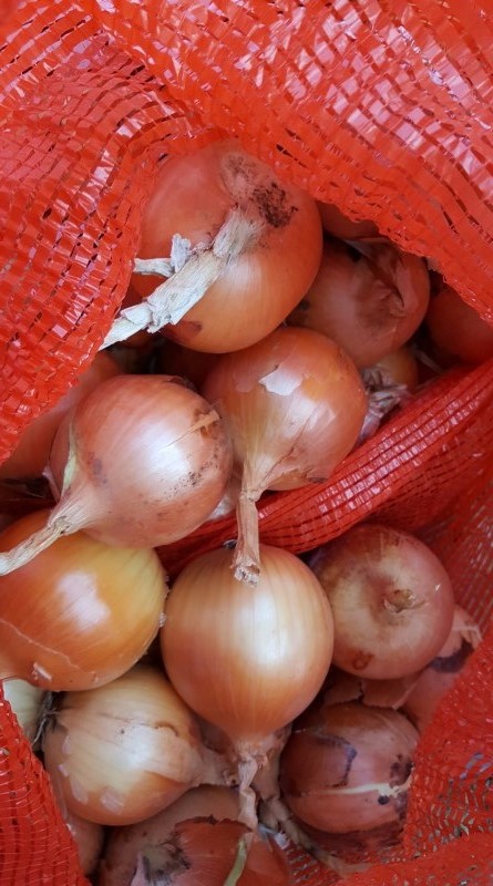 Cebollas de bulbo, ideales para cocinar en restaurantes, cafés, catering