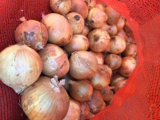 Cebollas de bulbo, ideales para cocinar en restaurantes, cafés,