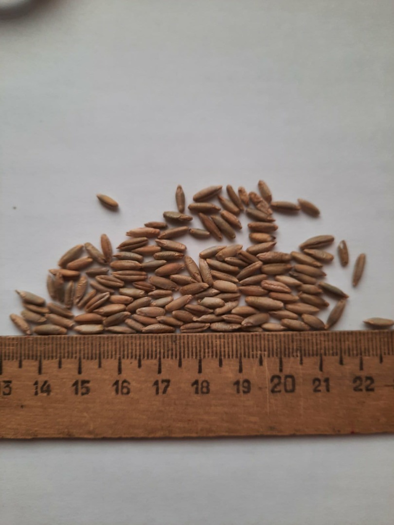 Humedad 14%, limpio