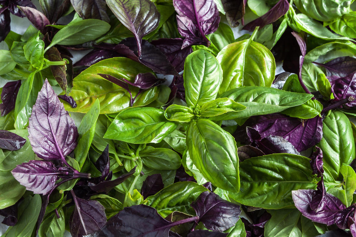 VENDO ALBAHACA CONGELADA DE PRODUCCION PROPIA