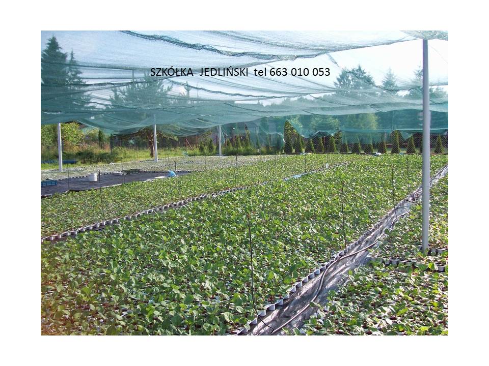 El vivero de ruibarbo Jedliński ofrece: - esquejes de ruibarbo LIDER, VIKTORIA - carpas de ruibarbo LIDER, VIKTORIA - ruibarbo in vitro SANVITOS RED, SANVITOS