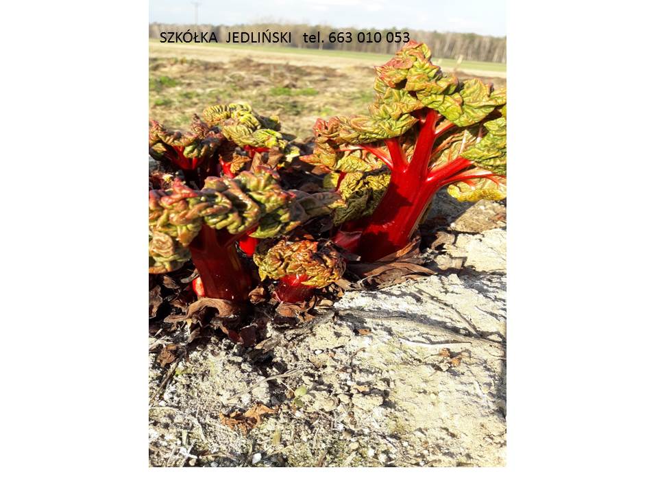 El vivero de ruibarbo Jedliński ofrece: - esquejes de ruibarbo LIDER, VIKTORIA - carpas de ruibarbo LIDER, VIKTORIA - ruibarbo in vitro SANVITOS RED, SANVITOS