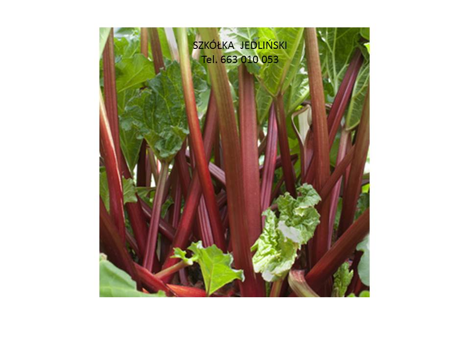 El vivero de ruibarbo Jedliński ofrece: - esquejes de ruibarbo LIDER, VIKTORIA - carpas de ruibarbo LIDER, VIKTORIA - ruibarbo in vitro SANVITOS RED, SANVITOS