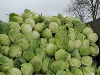repollo demi savoy tundra para la venta cantidad 100