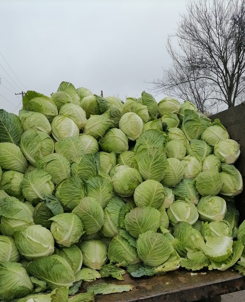 repollo demi savoy tundra para la venta cantidad 100 toneladas
