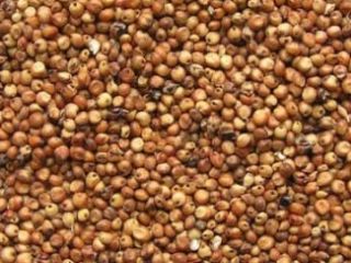 La empresa compra lino, sorgo, mijo, frijoles - lino