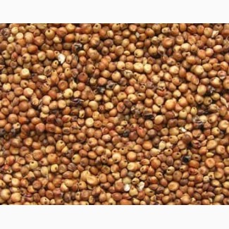 La empresa compra lino, sorgo, mijo, frijoles - lino marrón, oro (precio 23500 UAH / 720 $), - frijoles (precio 800 $), - sorgo (precio 240 $) - mijo (precio