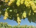 Fertilizante orgánico 100% concentrado Representa - extracto de biofertilizante de lombrices rojas de California La acción de la preparación se expresa en el